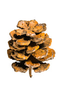 Pine Cone Embellishment